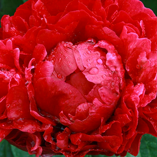 Henry Bockstoce Peony 3-5 eyes
