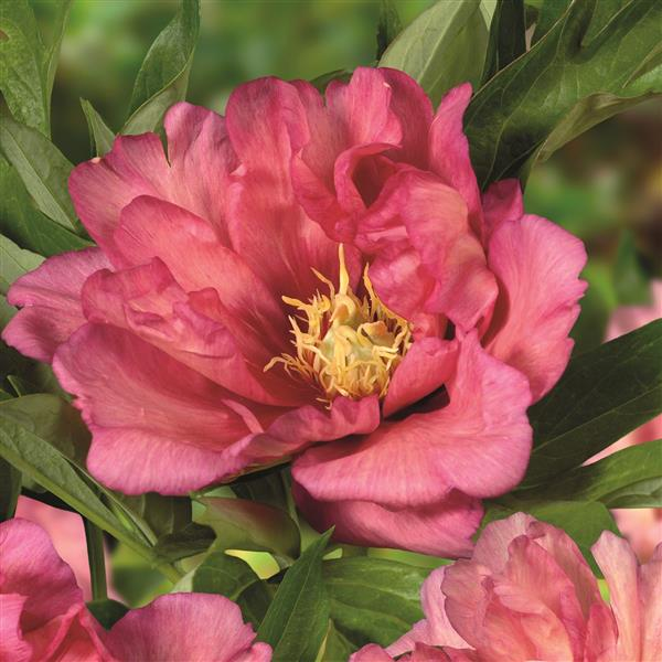 Itoh Hillary Peony 3-5 eyes