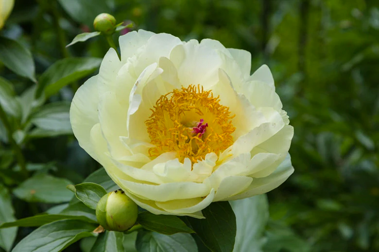 Lemon Chiffon peony 3-5 eyes