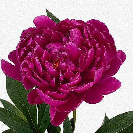 Louis Van Houtte Peony 3-5 eyes