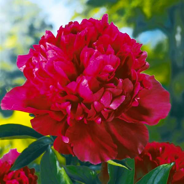 Louis Van Houtte Peony 3-5 eyes