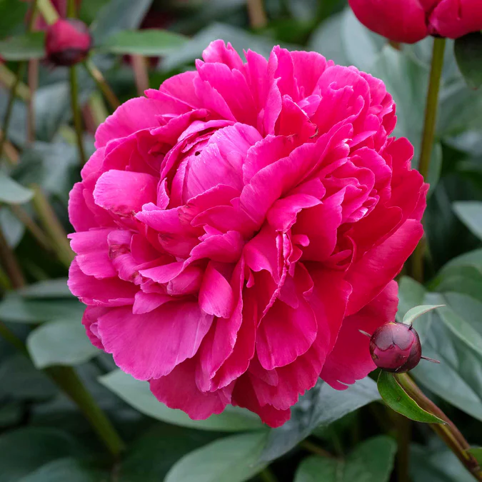Red Sarah Bernhardt Peony 3-5 eyes