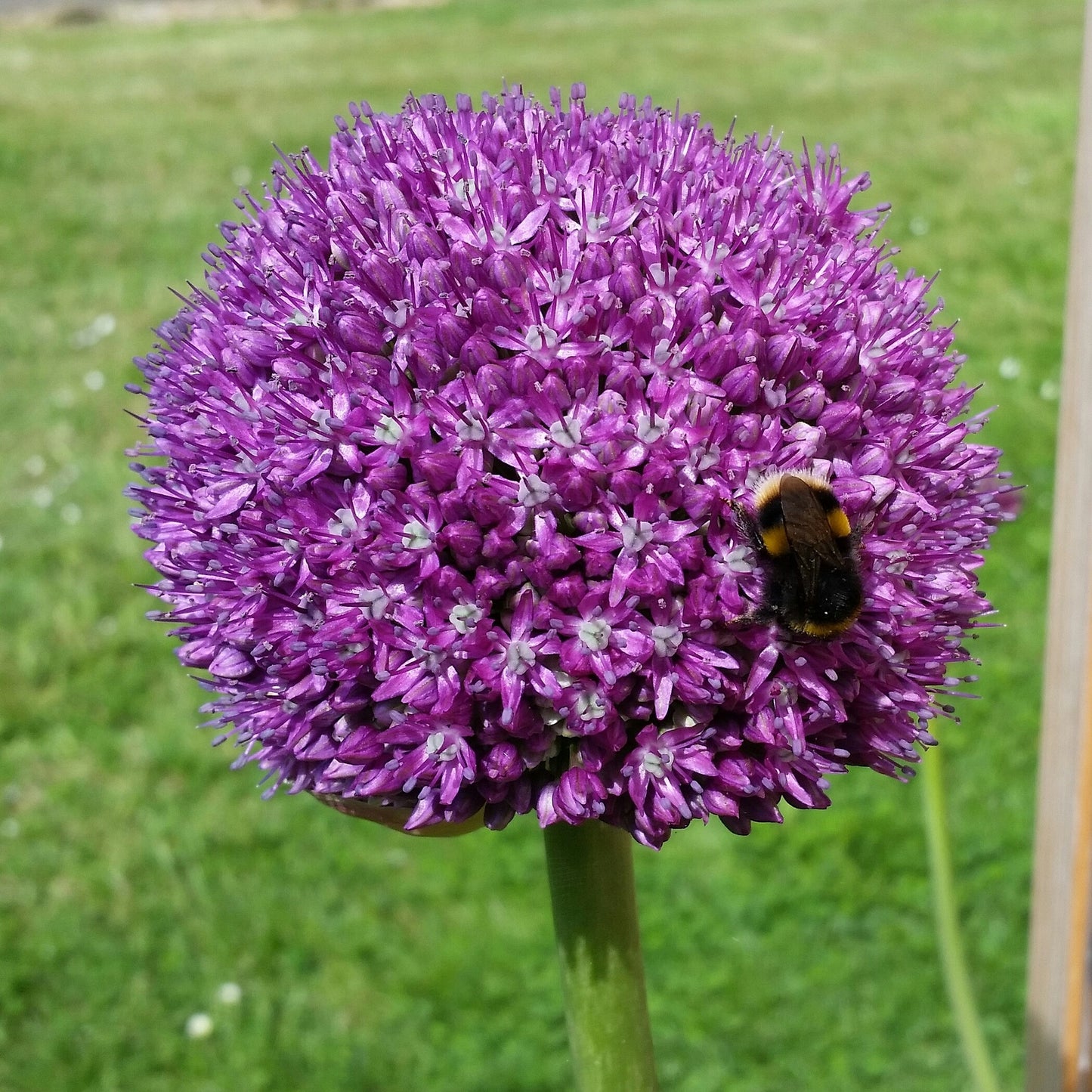 Allium Globemaster (Jumbo Bulbs and 10" blooms)
