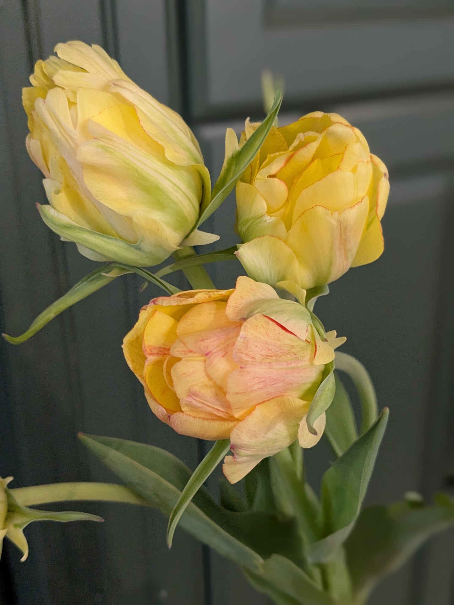 Tulip Akebono (Darwin Hybrid)