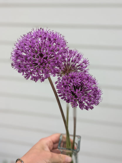 Allium Gladiator (Jumbo Bulbs)