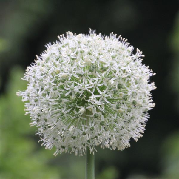 Allium Mount Everest