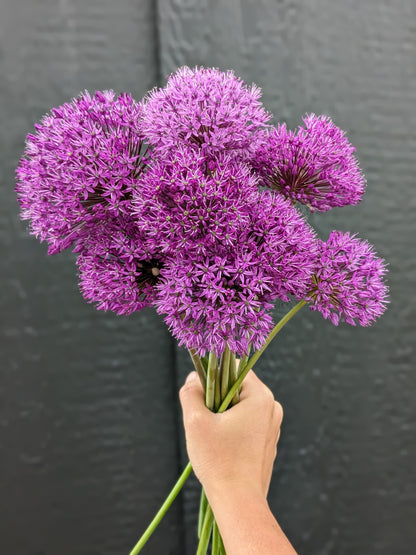 Allium Gladiator (Jumbo Bulbs)