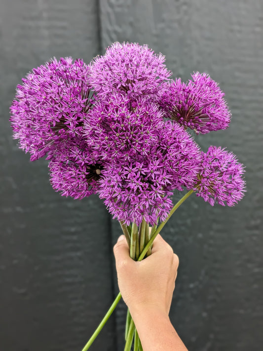 Allium Gladiator (Jumbo Bulbs)