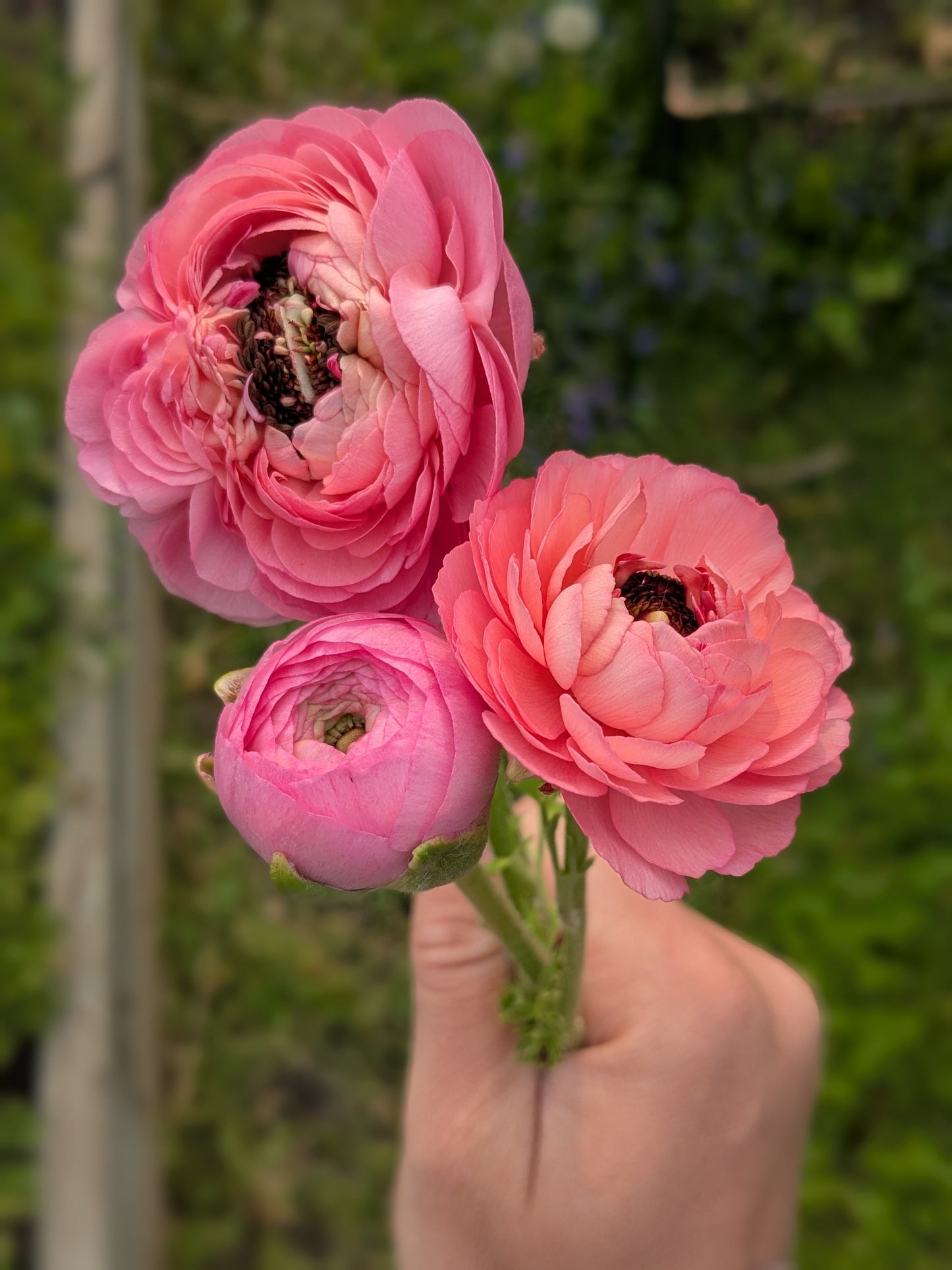 Ranunculus Amandine Barby