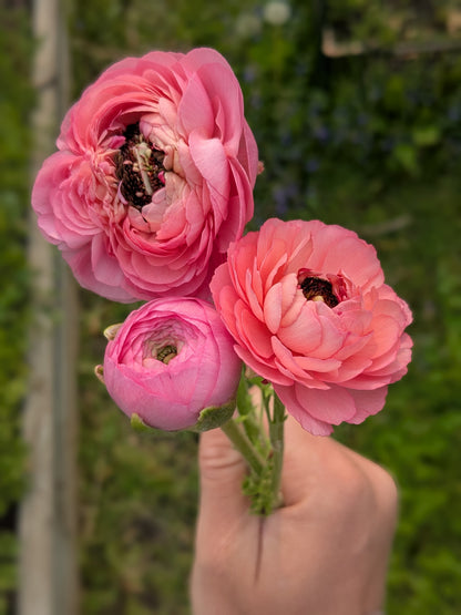 Ranunculus Amandine Barby