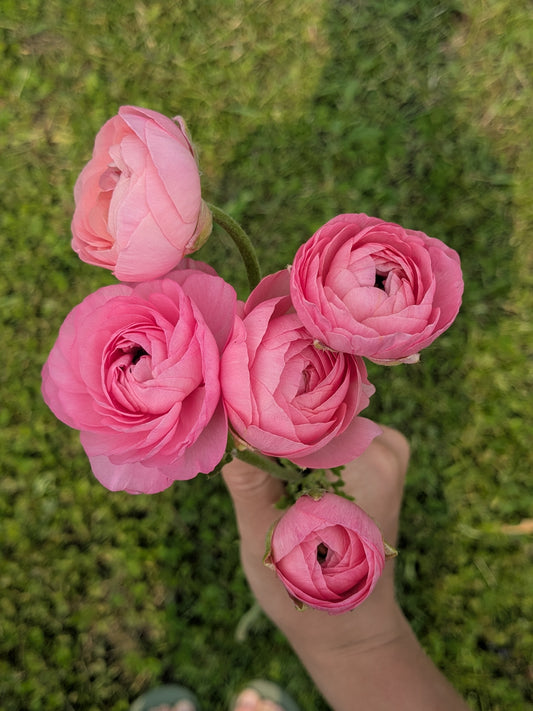 Ranunculus Amandine Barby