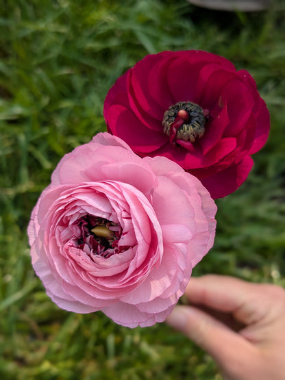 Ranunculus Amandine Mix