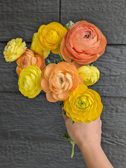Ranunculus Amandine Pastel Lemon
