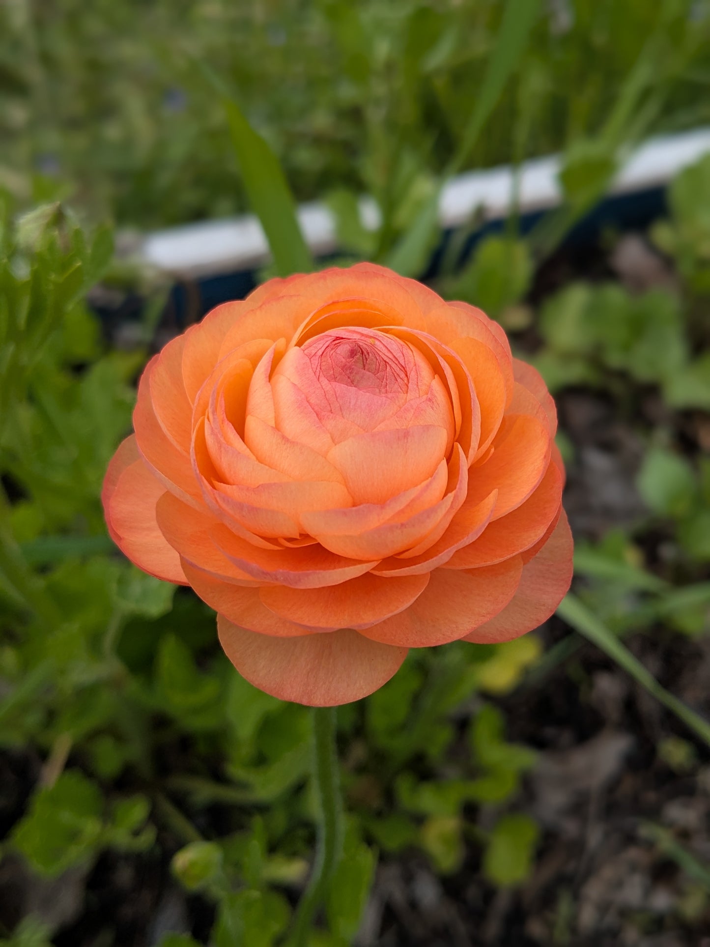 Ranunculus Amandine Pastel Lemon