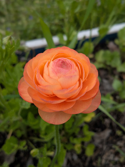 Ranunculus Amandine Pastel Lemon