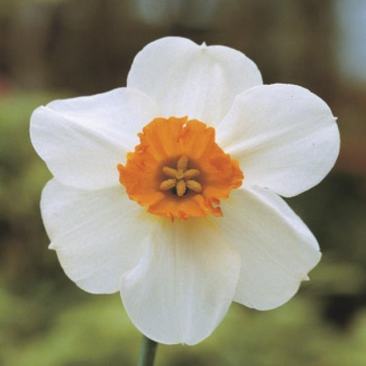 Daffodil Barrett Browning (jumbo bulb size)
