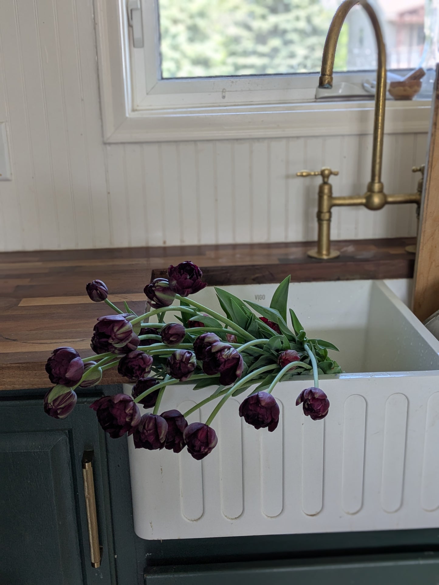 Tulip Black Hero