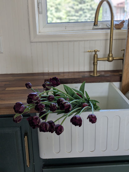 Tulip Black Hero