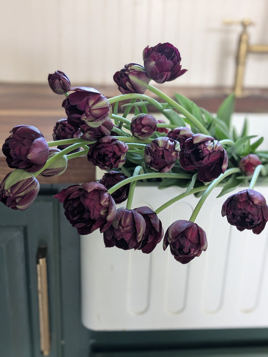Tulip Black Hero