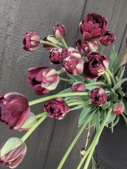 Tulip Black Hero
