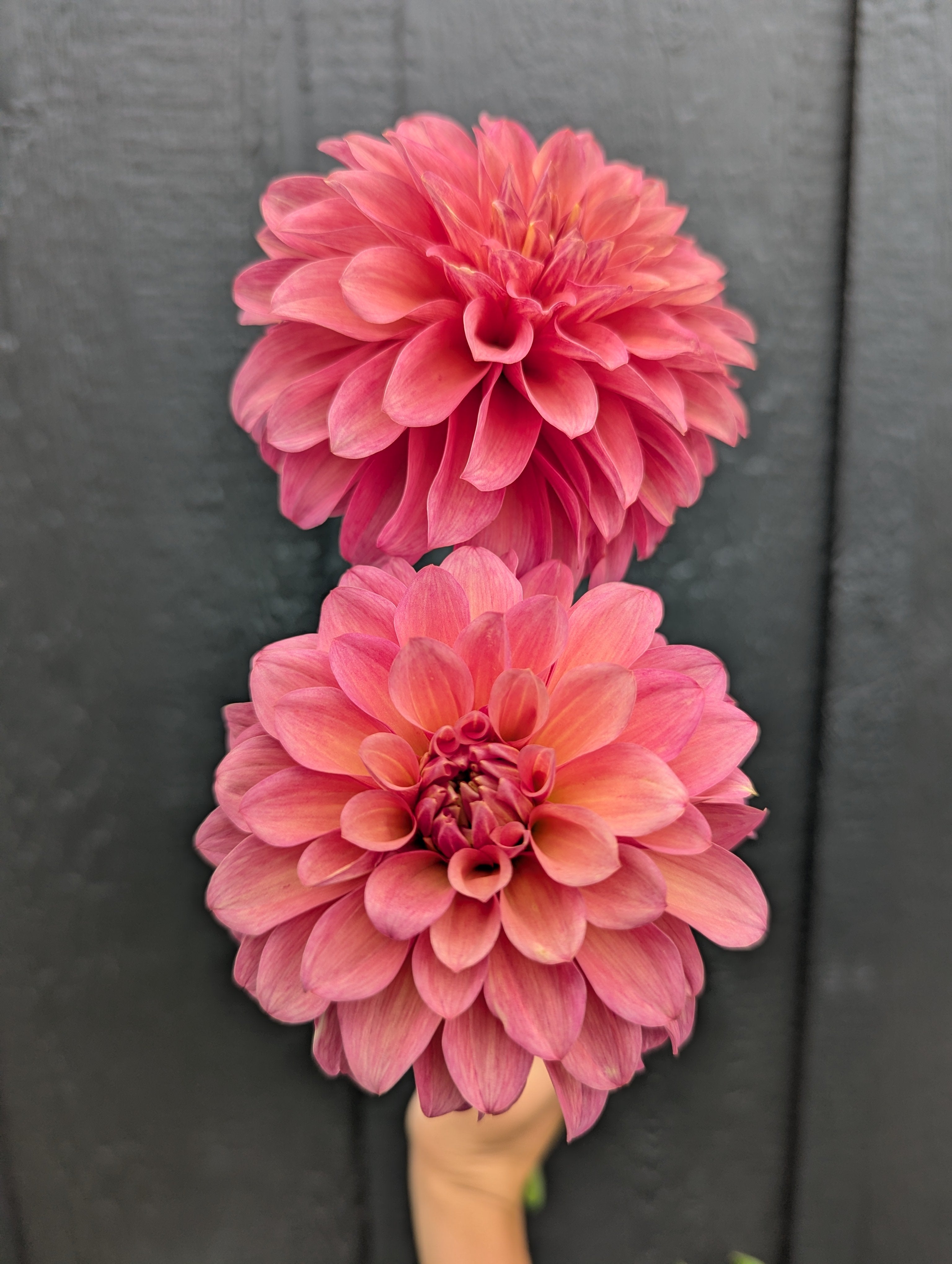 Bloomquist Philly – Flora's Garden