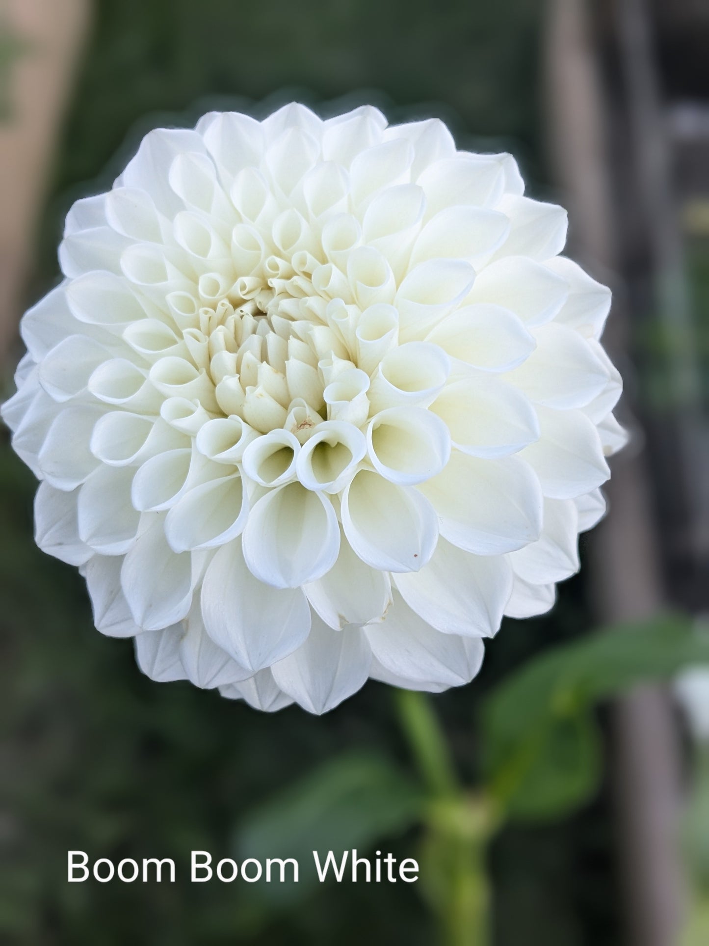 Boom Boom White
