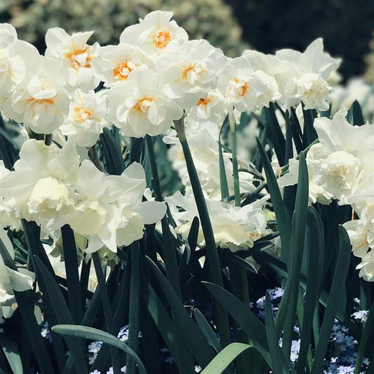 Daffodil Acropolis