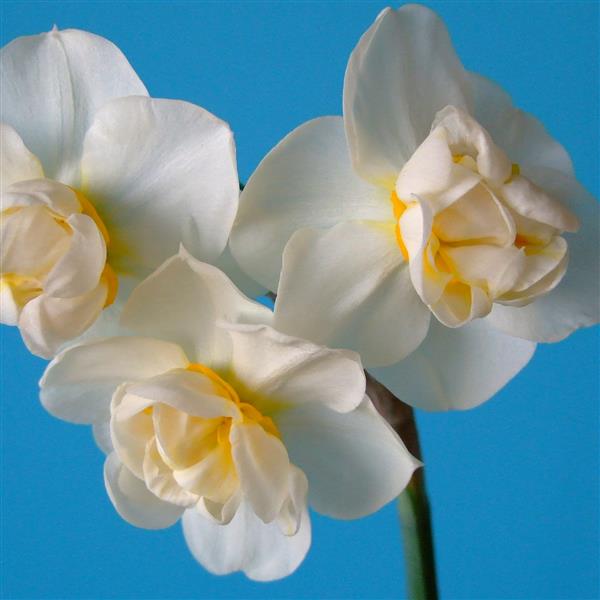 Daffodil Cheerfulness