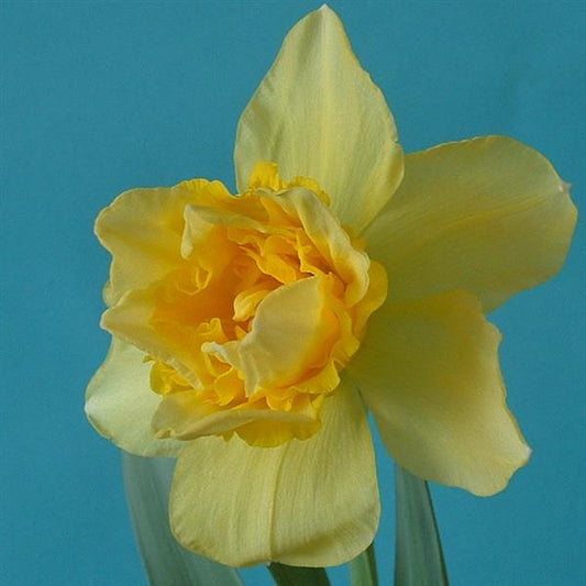 Daffodil Dick Wilden