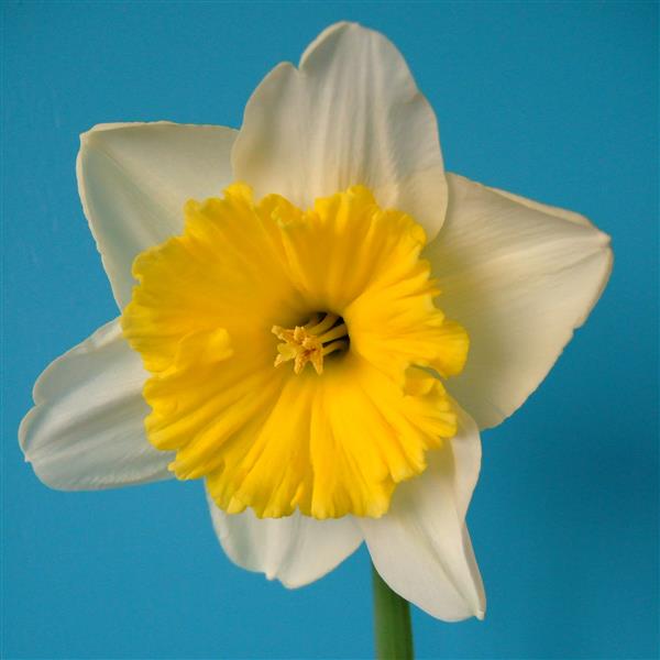 Daffodil Ice Follies