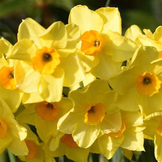 Daffodil Sun Disk