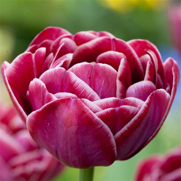 Tulip Dream Touch