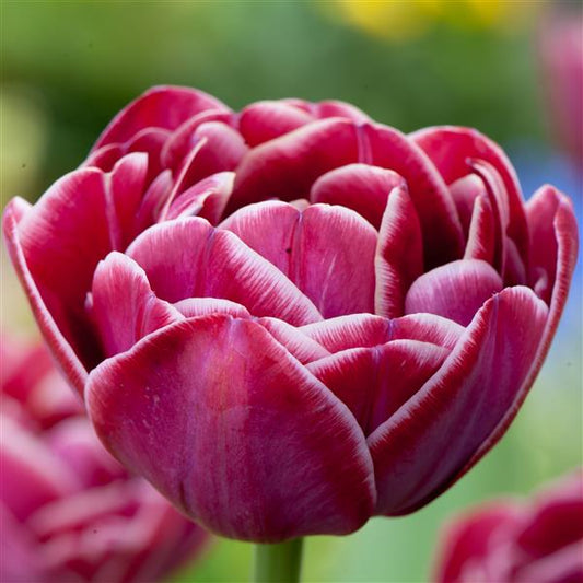 Tulip Dream Touch