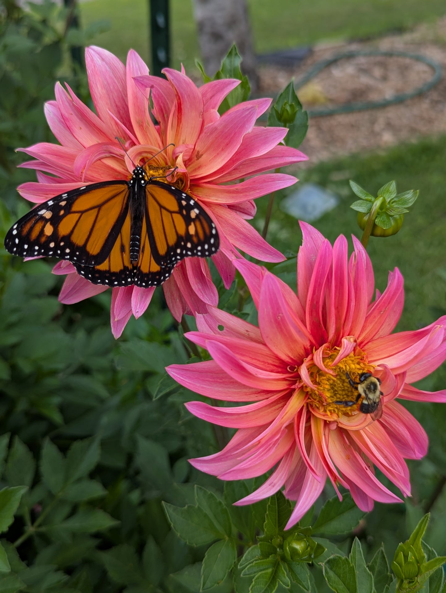 Flora (2025 New Release)