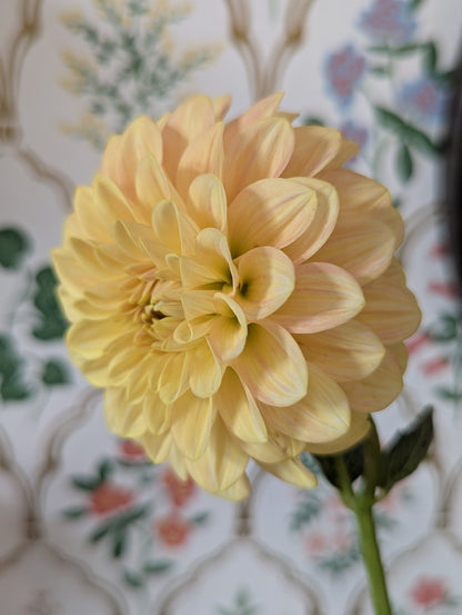 Florelie Fruit Tingle 🇦🇺