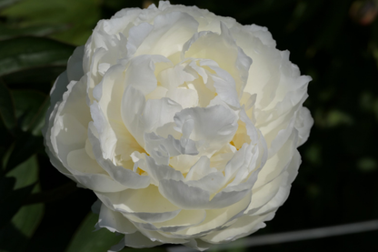 Fringed Ivory (5-8 eyes)