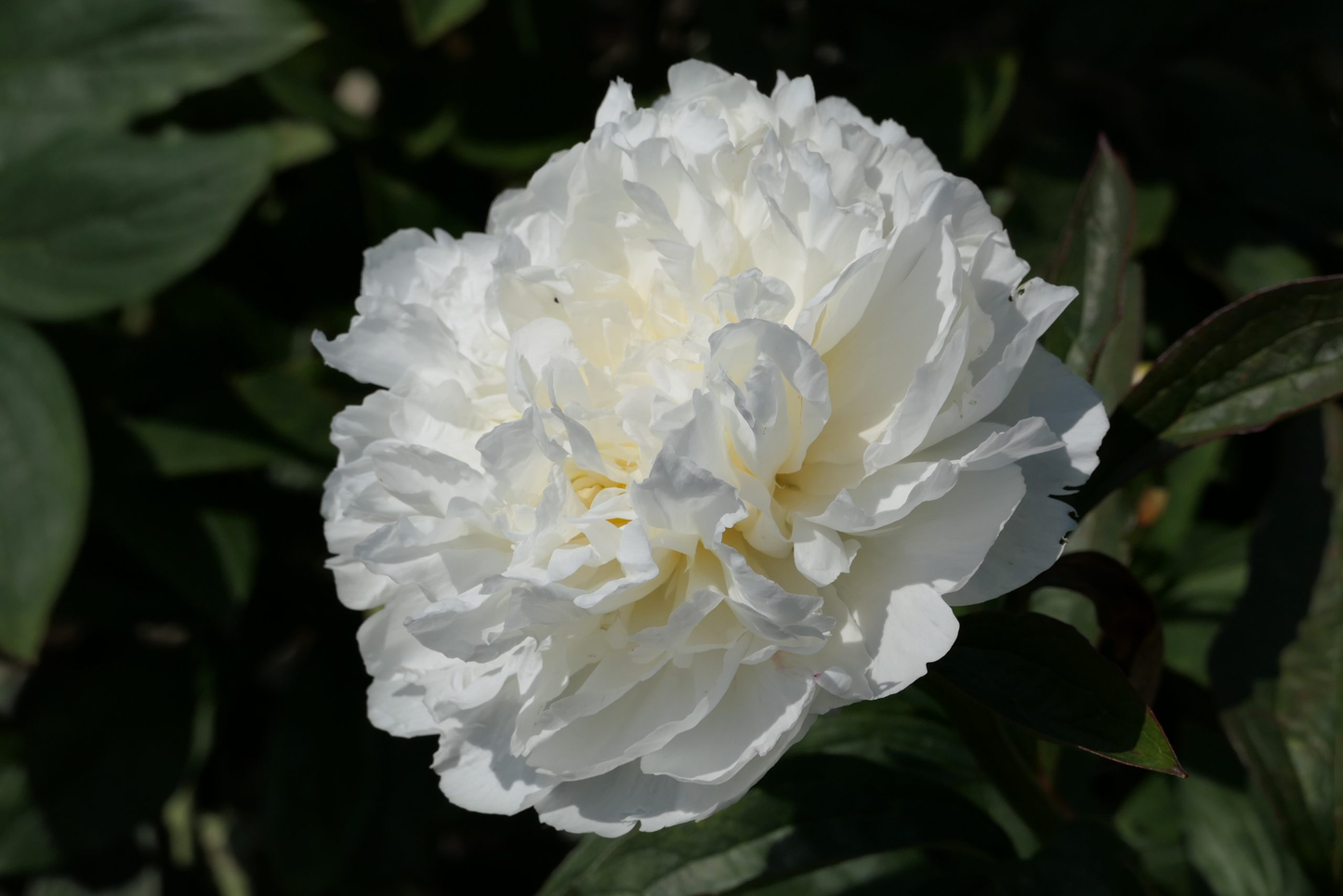 Fringed Ivory (5-8 eyes)