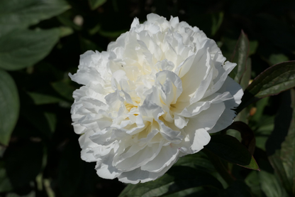 Fringed Ivory (5-8 eyes)