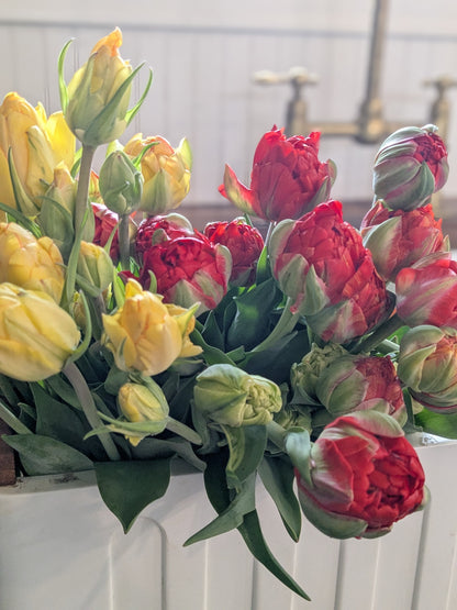 Tulip Akebono (Darwin Hybrid)