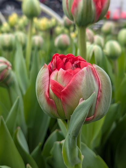 Tulip Gudoshnik Double