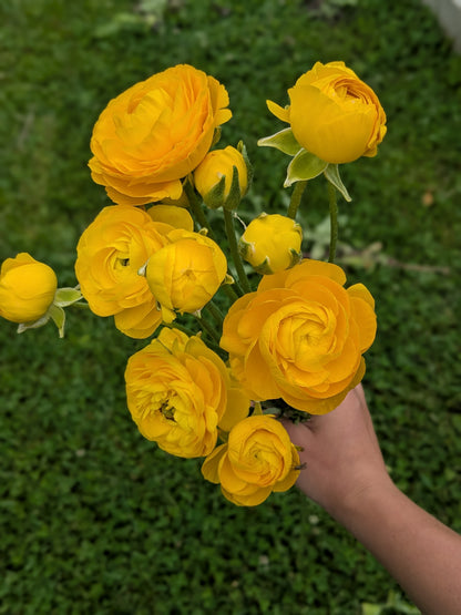 Ranunculus Half Clone Pergold (corm size 7+, XL)