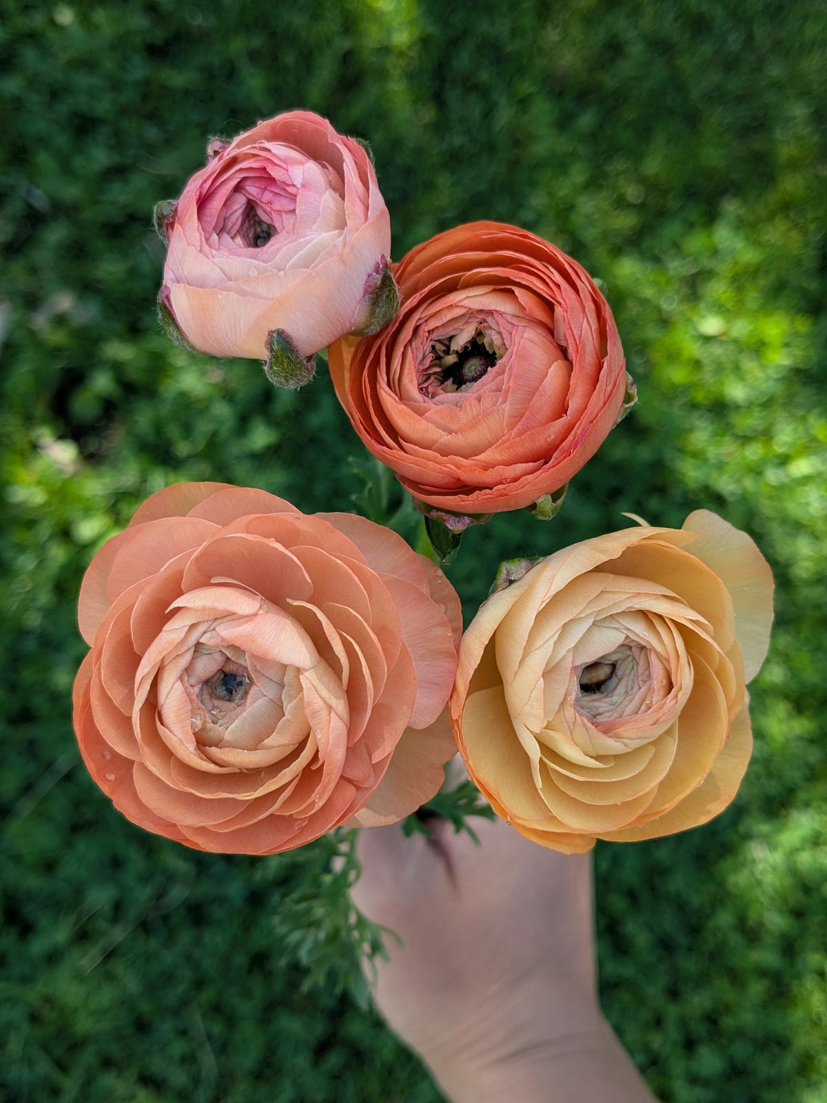 Clone Ranunculus Ranunculus Half Clone Tango – Flora's Garden
