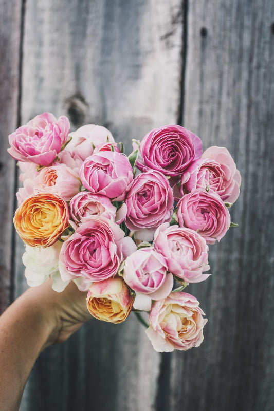 Ranunculus Amandine Porcelaine