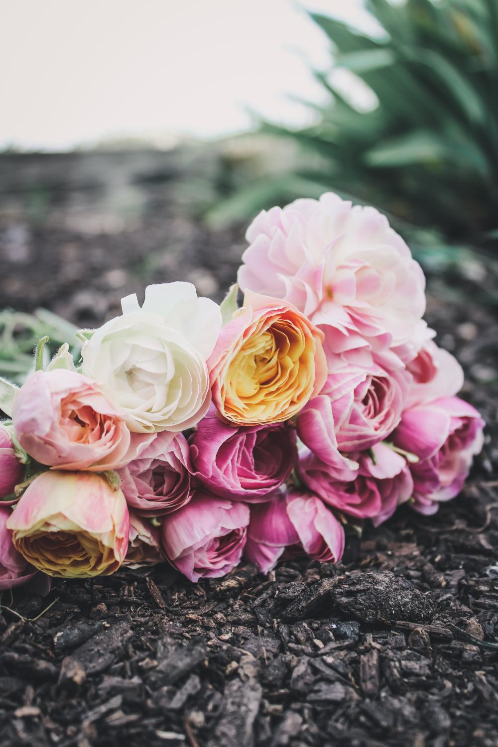 Ranunculus Amandine Porcelaine