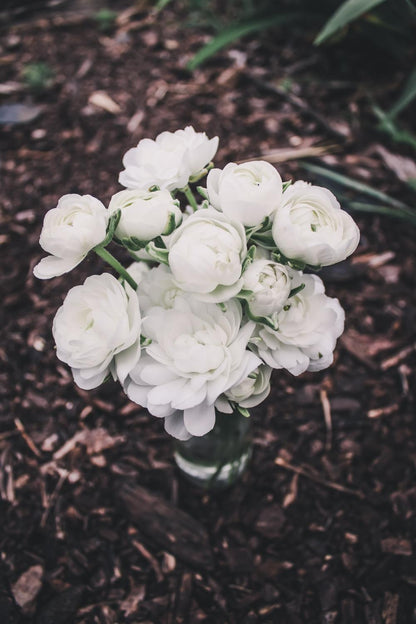 Ranunculus Amandine White