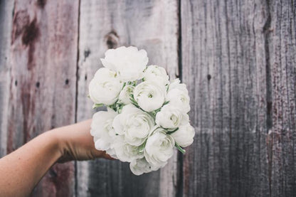 Ranunculus Amandine White