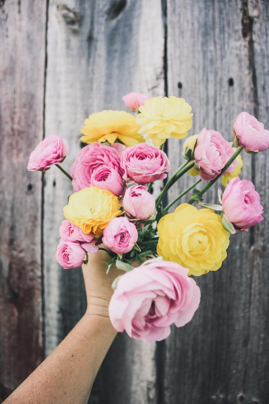 Ranunculus Amandine Pastel Mix