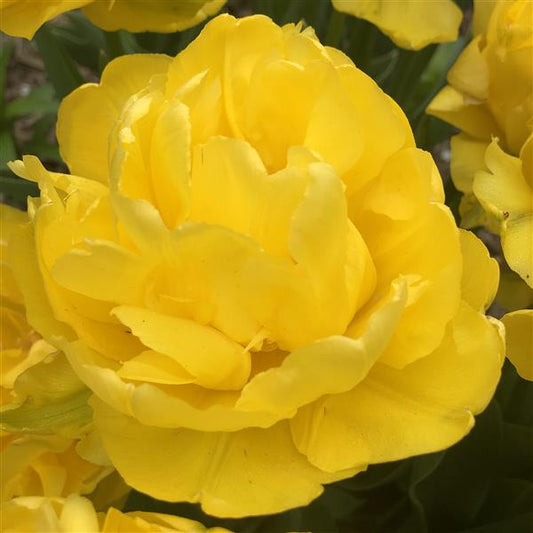 Tulip Limousine