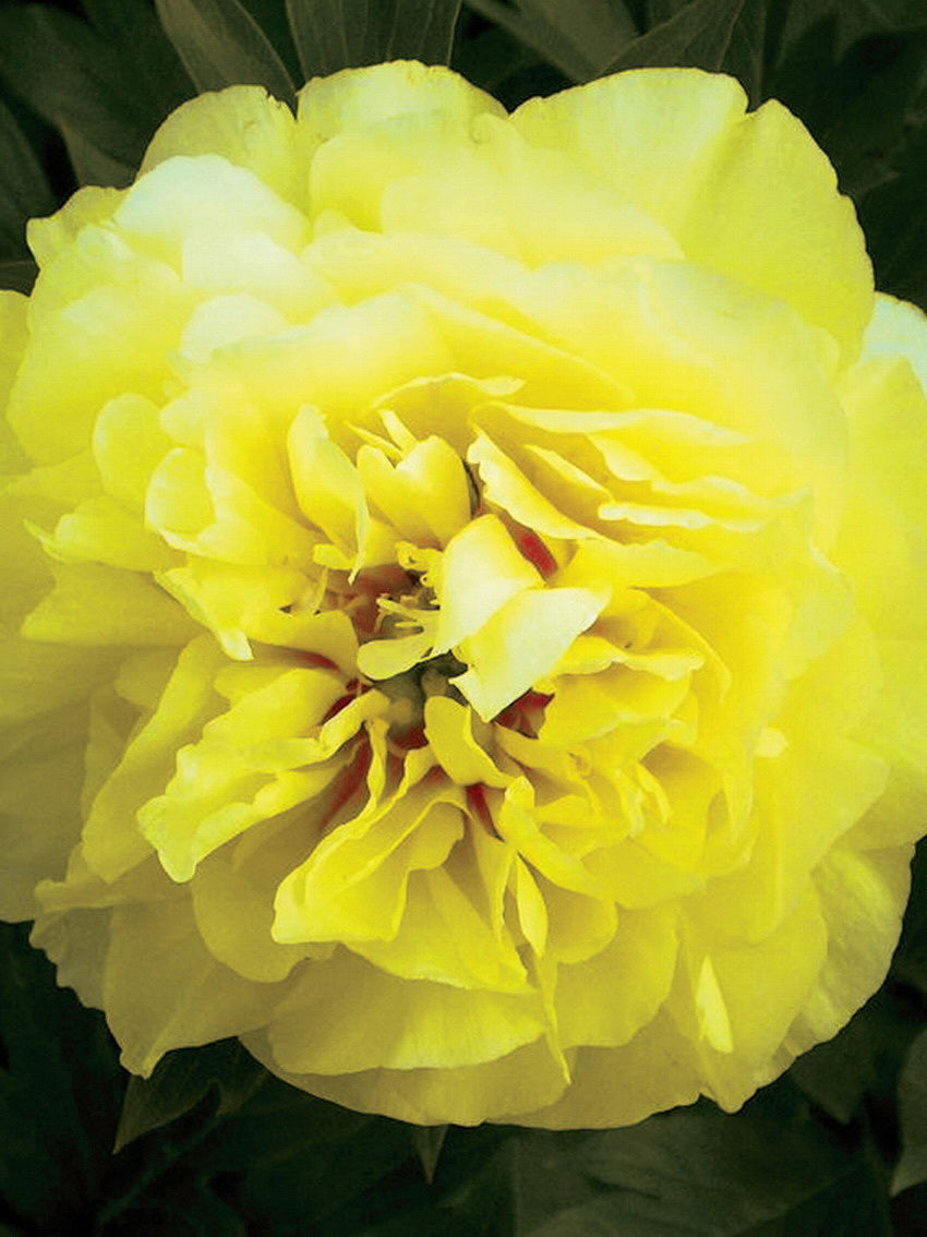 Itoh Bartzella Peony 3-5 eyes