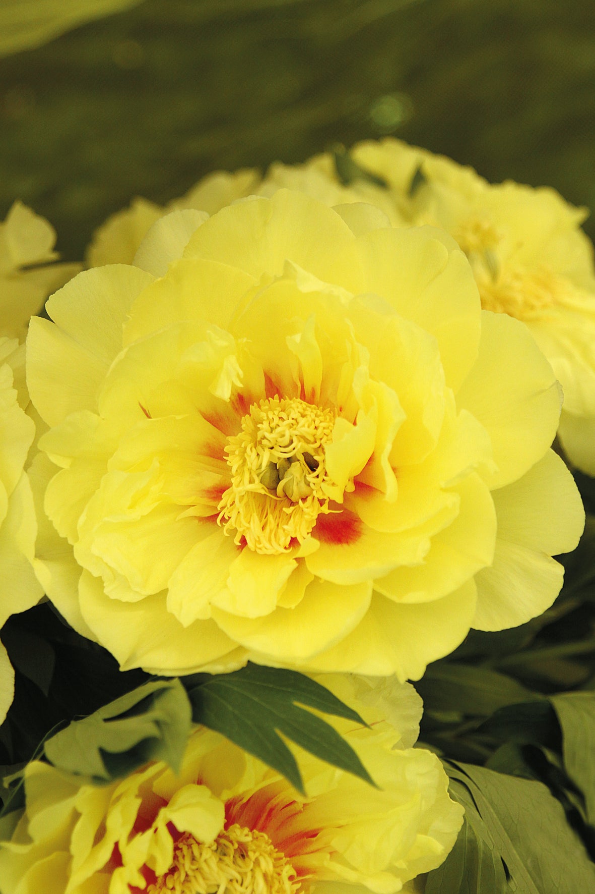 Itoh Bartzella Peony 3-5 eyes